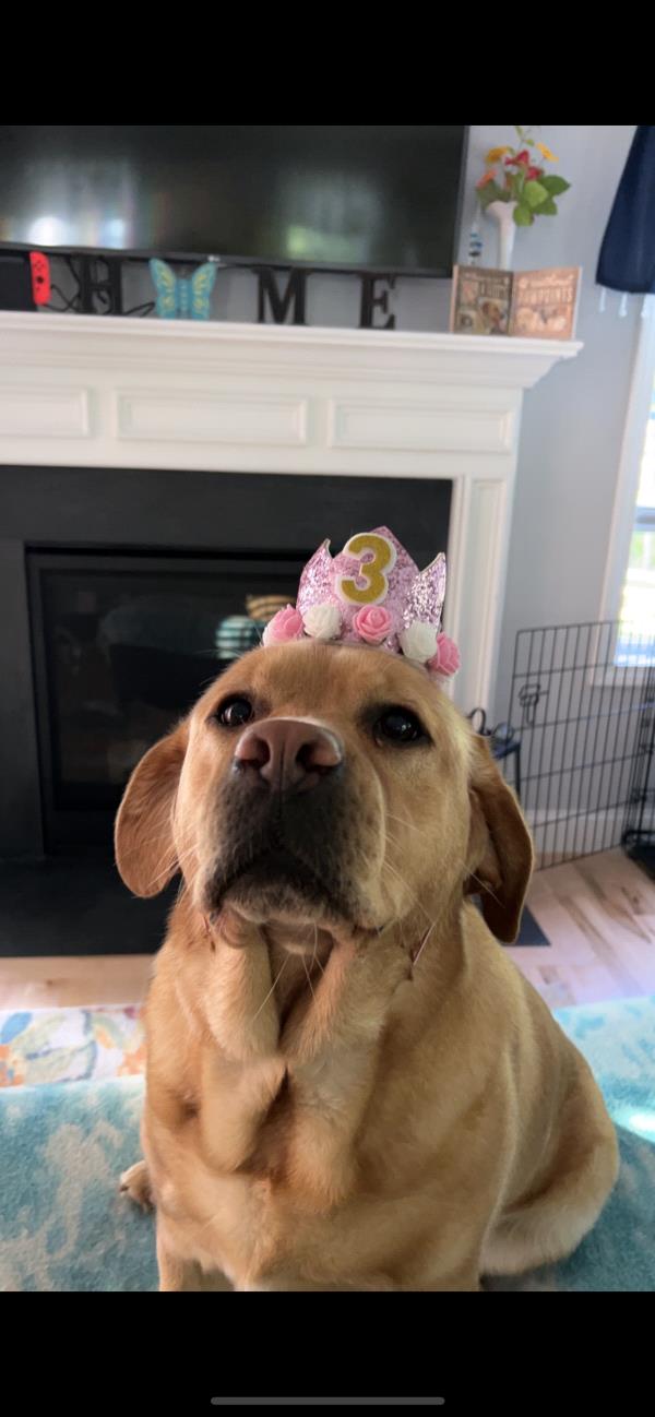 /Images/uploads/Miss Nutfield Scholarship Program/miss-nutfield-pet-photo-contest/entries/30861.jpg